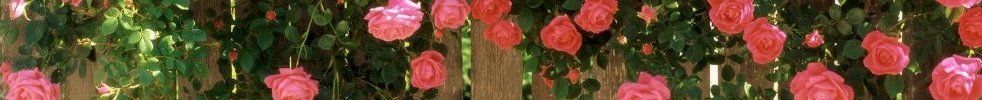 american beauty climbing roses american beauty climbing roses