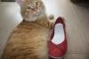 Прикрепленное изображение: IMG_0854.JPG