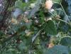 Прикрепленное изображение: 20161009_1328061.jpg