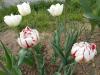 Прикрепленное изображение: DSCN0417.JPG