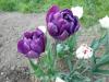 Прикрепленное изображение: DSCN0416.JPG
