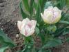 Прикрепленное изображение: DSCN0415.JPG