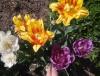 Прикрепленное изображение: 20160513_1425171.jpg