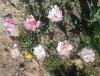 Прикрепленное изображение: 20160513_1146061.jpg
