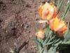 Прикрепленное изображение: 20160513_1426402.jpg