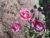 Прикрепленное изображение: 20160513_1426271.jpg