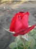 Прикрепленное изображение: P1010988.JPG