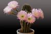 Прикрепленное изображение: Cactuses_Closeup_Gray_background_Pink_color_544174_3300x2200.jpg