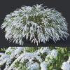 Прикрепленное изображение: Spiraea cinerea Grefsheim.jpg