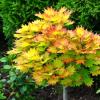 Прикрепленное изображение: Acer shirasawanum Aureum.jpg