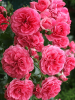 Прикрепленное изображение: rosarium uetersen.png