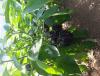Прикрепленное изображение: 20150727_165549.jpg