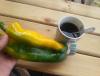 Прикрепленное изображение: 20150830_092909.jpg