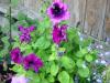 Прикрепленное изображение: DSCN4938.JPG