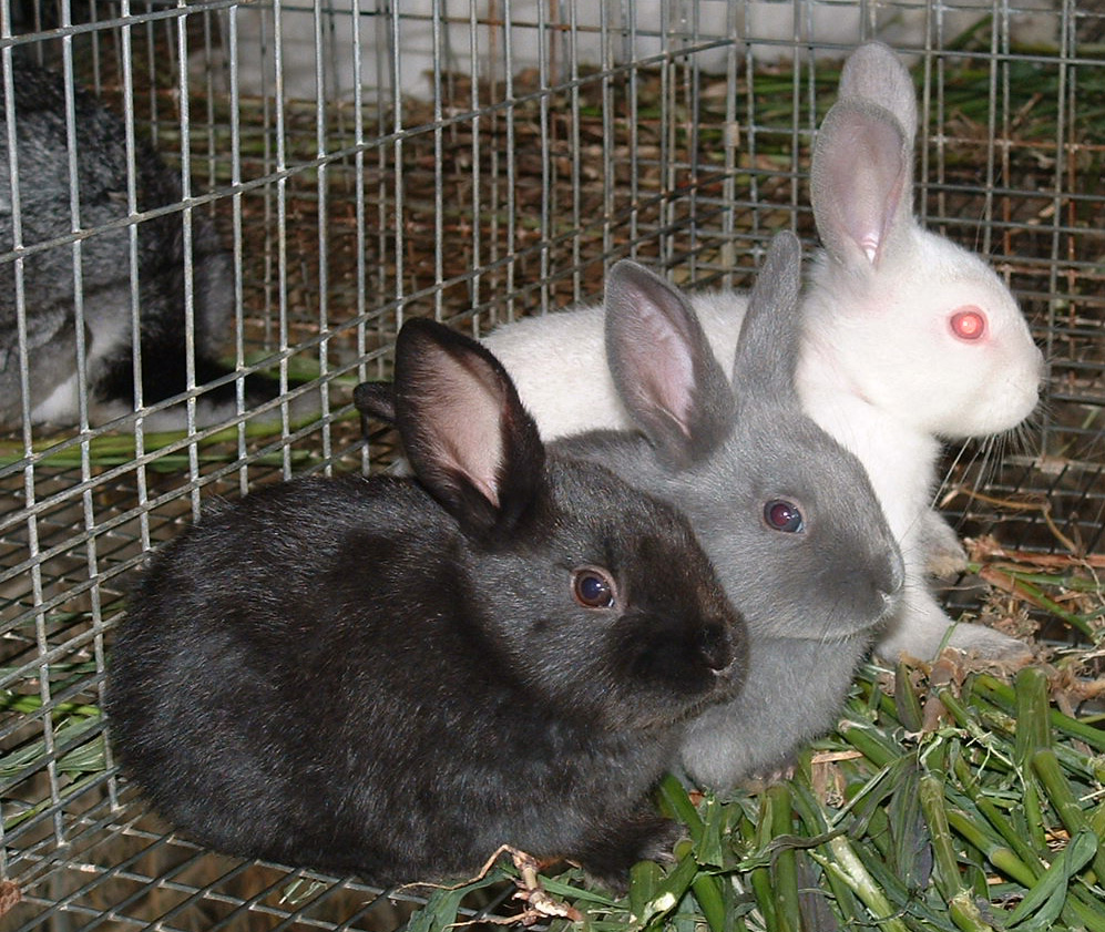 В питомнике живет несколько кроликов разного цвета. Разведение кроликов. Клетка для кроликов. Двухмесячные кролики. Клетки для кроликов фото.
