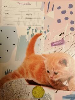 Котик с клубком