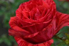 роза чайногибридная — Ред Интуишн