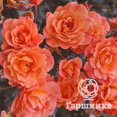 роза парковая — Вестерленд