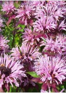 Бьюти ов Кобэм