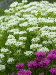 Шнеевитхен