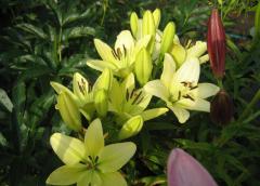 Лилия ЛА-гибрид Геррит Залм