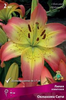 Лилия Оклахома Сити 2 шт