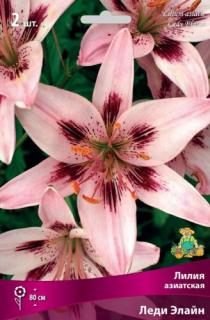 Лилия азиатская Леди Элайн 2 шт