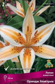 Лилия Ориндж Электрик 2 шт