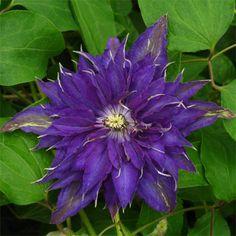 мария луиза