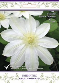 Клематис крупноцветковый Вадас Праймроуз