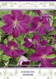 Клематис крупноцветковый Абандэнс