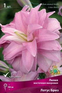 Лилия восточная махровая Лотус Бриз