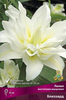 Лилия восточная махровая Близзард