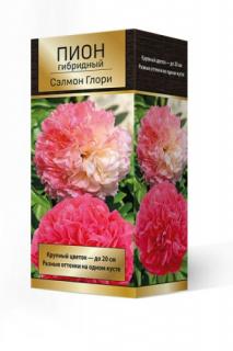 Пион Сэлмон Глори