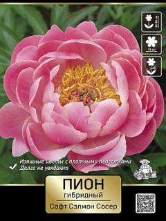 пион — Софт Сэлмон Сосер  