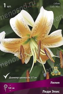 Лилия Леди Элис 1шт
