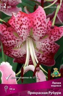 Прекрасная рубрум 2 шт