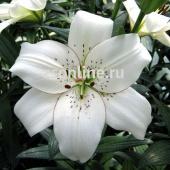  айлинер 2 шт