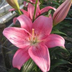 Чайковский