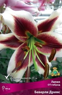 ОТ-Гибрид Беверли Дримс 2 шт