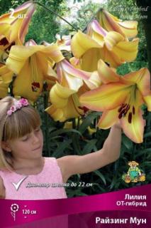 Лилия Райзинг Мун. 2 шт