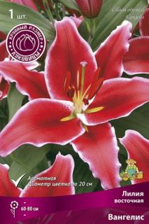 Лилия восточная Вангелис 1 шт