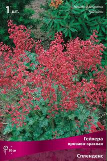 Гейхера (хеухера) кроваво-красная Моне