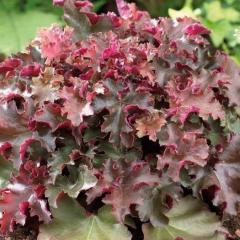 Гейхера (хеухера) гибридная Кримсон Кёрлс