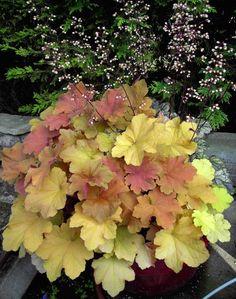 Гейхера (хеухера) гибридная Карамель