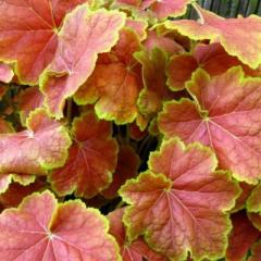 Гейхера (хеухера) гибридная Тирамису