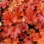 Гейхера (хеухера) гибридная Паприка