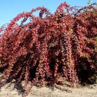 Барбарис Тунберга Коронита 