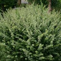 Барбарис Тунберга Келлерис