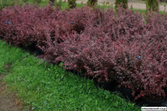 Барбарис Тунберга Роз Глоу